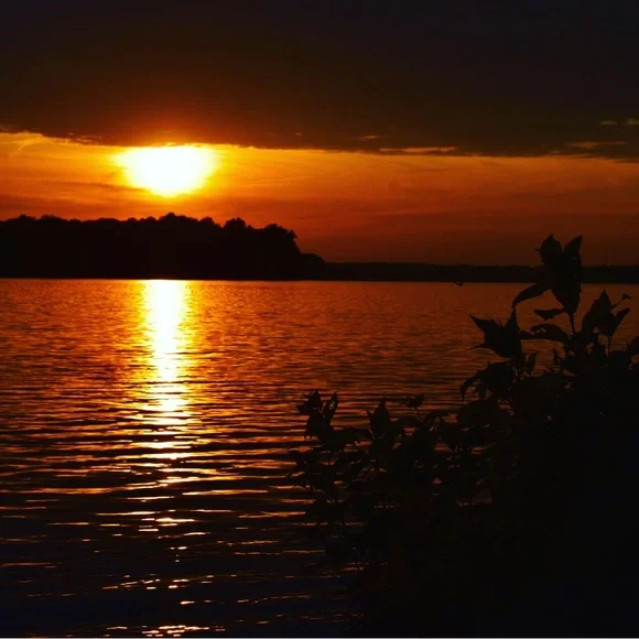 Kitty’s Live Show Flyer - Picture 15 of 16